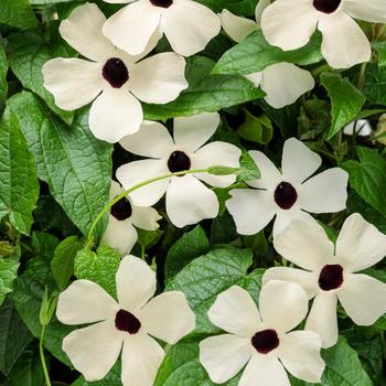 Thunbergia alata - 'Coconut A-Peel®' Black-Eyed Susan Vine