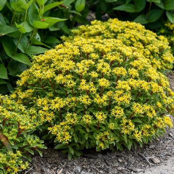 Sedum (Stonecrop) - Rock 'N Round™ 'Bright Idea'