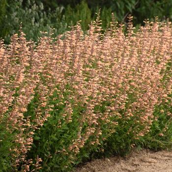 Agastache (Hummingbird Mint) - Meant to Bee™ 'Queen Nectarine'