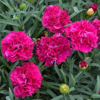 Dianthus (Pinks) - Fruit Punch® Funky Fuchsia