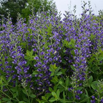 Baptisia (False Indigo) - Decadence® 'Blueberry Sundae'