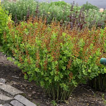 Baptisia (False Indigo) - Decadence® 'Cherries Jubilee'