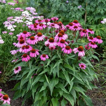 Echinacea (Coneflower) - Color Coded® 'The Fuchsia is Bright'