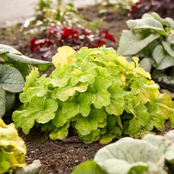 Heuchera (Coral Bells) - Primo® 'Pistachio Ambrosia'