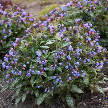 Pulmonaria - 'Pink-a-Blue' Lungwort