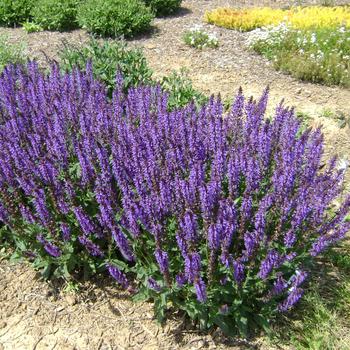 Salvia nemorosa - 'Blue by You' Meadow Sage