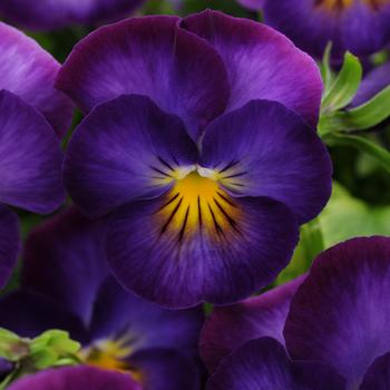 Viola cornuta - 'Halo Violet'