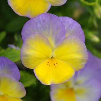 Viola cornuta - 'Halo Lemon Frost'