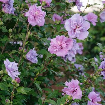 Hibiscus syriacus (Rose of Sharon) - French Cabaret™ Purple