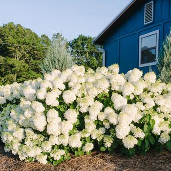 Hydrangea paniculata - Little Hottie®