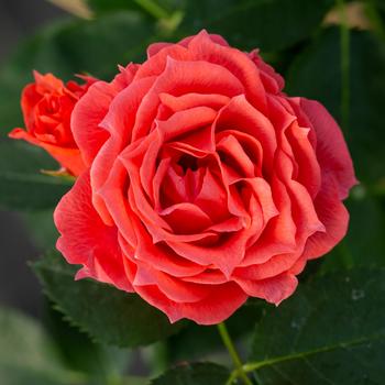 Rosa - 'Patriot Dream' Shrub Rose