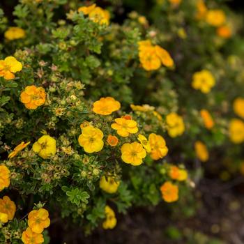 Potentilla fruticosa - Mandarin Tango®