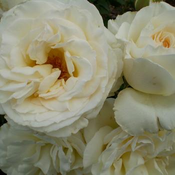 Rosa - 'The Finest™' Shrub Rose