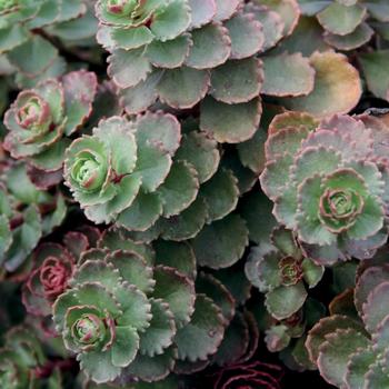 Sedum spurium - 'Dragon's Blood (Roseum)' Stonecrop