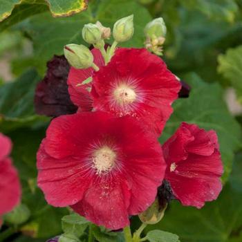 Alcea rosea (Hollyhock) - Spotlight™ ''Mars Magic''