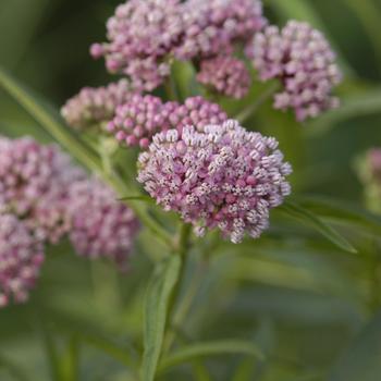 Asclepias incarnata - Swamp Milkweed