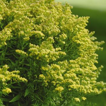 Solidago - 'Little Lemon' Goldenrod