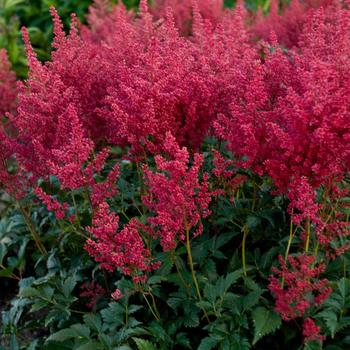 Astilbe japonica - 'Montgomery' False Spirea