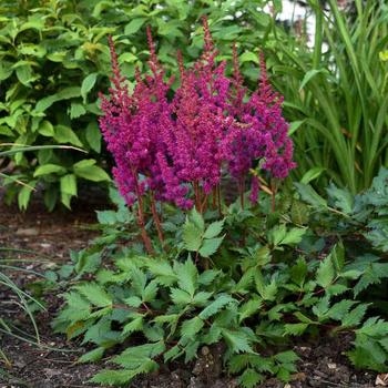 Astilbe chinensis - 'Vision in Red' False Spirea