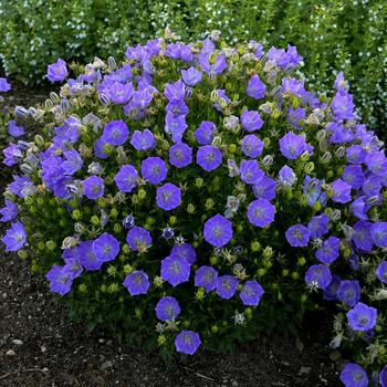 Campanula carpatica - 'Rapido Blue' Bellflower