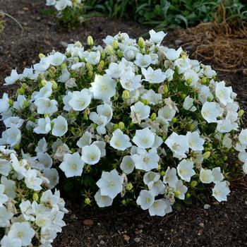 Campanula carpatica - 'Rapido White' Bellflower