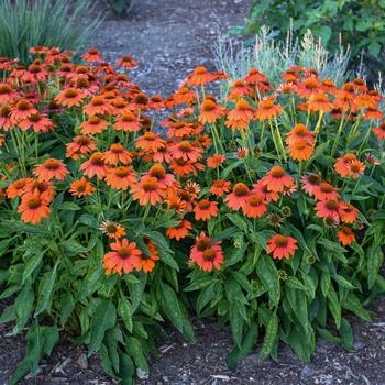 Echinacea (Coneflower) - Sombrero® 'Adobe Orange'