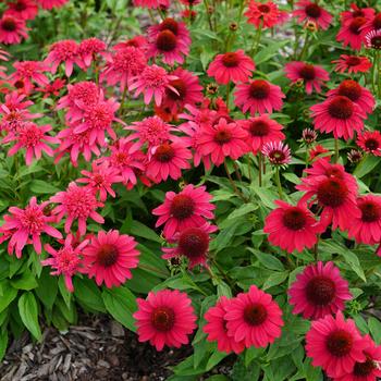 Echinacea (Coneflower) - Sombrero® 'Baja Burgundy'