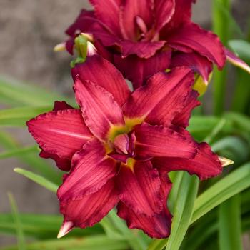 Hemerocallis - 'Double Pardon Me' Daylily