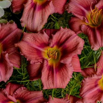 Hemerocallis - 'Rosy Returns' Daylily