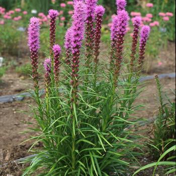 Liatris spicata - 'Kobold' Blazing Star