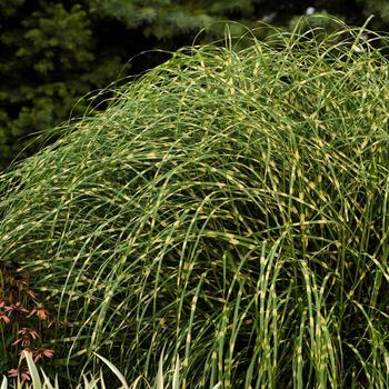 Miscanthus sinensis - 'Little Zebra' Maiden Grass