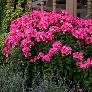 Phlox paniculata (Garden Phlox) - Garden Girls™ 'Glamour Girl'