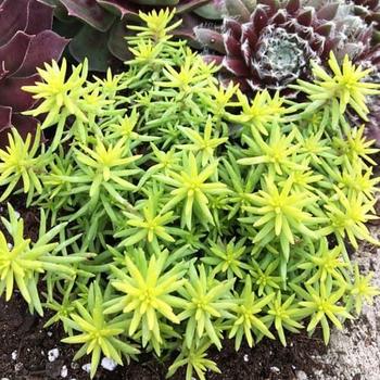 Sedum rupestre (Stonecrop) - Sunsparkler® 'Angelinas Teacup'