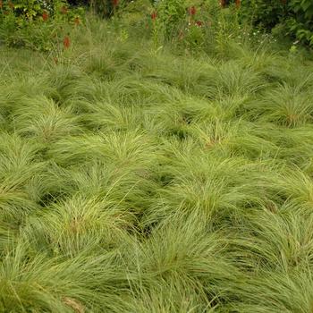 Sporobolus heterolepis - Prairie Dropseed