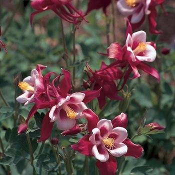 Aquilegia caerulea (Columbine) - Songbird 'Cardinal'