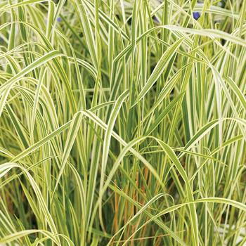 Calamagrostis acutiflora - 'Overdam' Variegated Feather Reed Grass