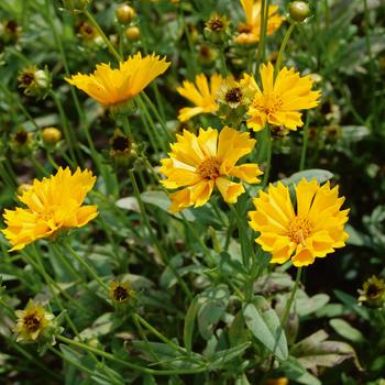 Coreopsis grandiflora - 'Jethro Tull' Tickseed