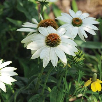 Echinacea purpurea - 'PowWow White' Coneflower