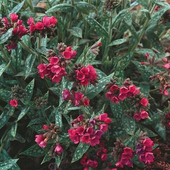 Pulmonaria longifolia - ''Raspberry Splash'' Lungwort