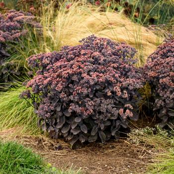 Sedum - Rock 'N Grow® 'Back in Black'