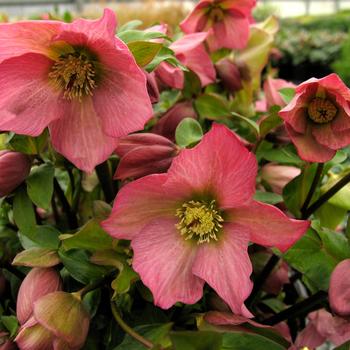 Helleborus (Lenten Rose) - Walberton's® 'Rosemary'