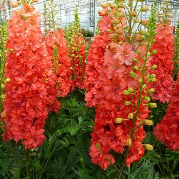 Delphinium - 'Red Lark'