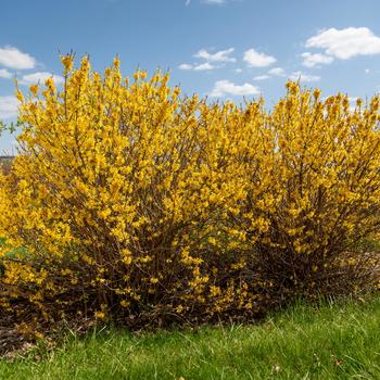 Forsythia - Spring Fling™