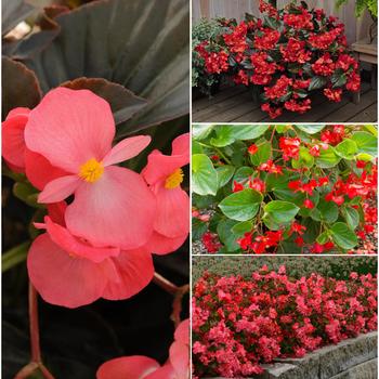 Begonia x benariensis - Begonia