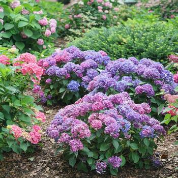 Hydrangea macrophylla (Reblooming Hydrangea) - Let's Dance Lovable®