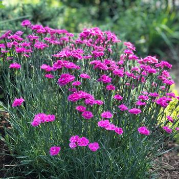 Dianthus gratianopolianus - 'Pink Fire'