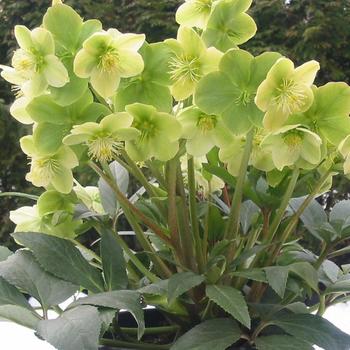 Helleborus niger (Lenten Rose) - Winter Magic™ 'Snow Love'