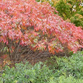 Rhus copallina var. latifolia - 'Prairie Flame™' Dwarf Sumac