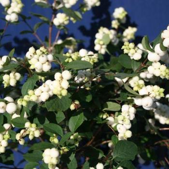 Symphoricarpos x doorenbosii - 'Galaxy™' Snow Berry