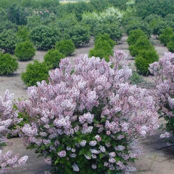 Syringa patula - 'Dream Cloud™' Lilac